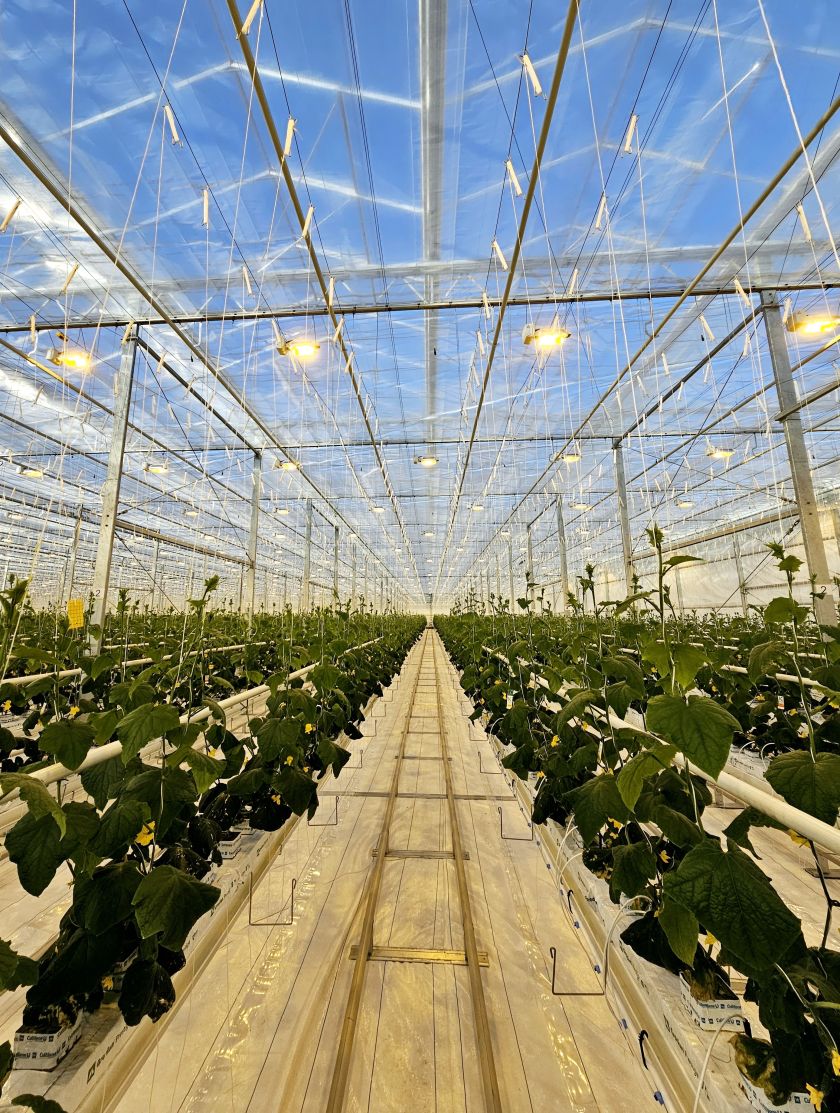 
Parduotuvių lentynose jau pakvipo šviežias lietuviškų daržovių derlius – pomidorai šiemet pigesni                
