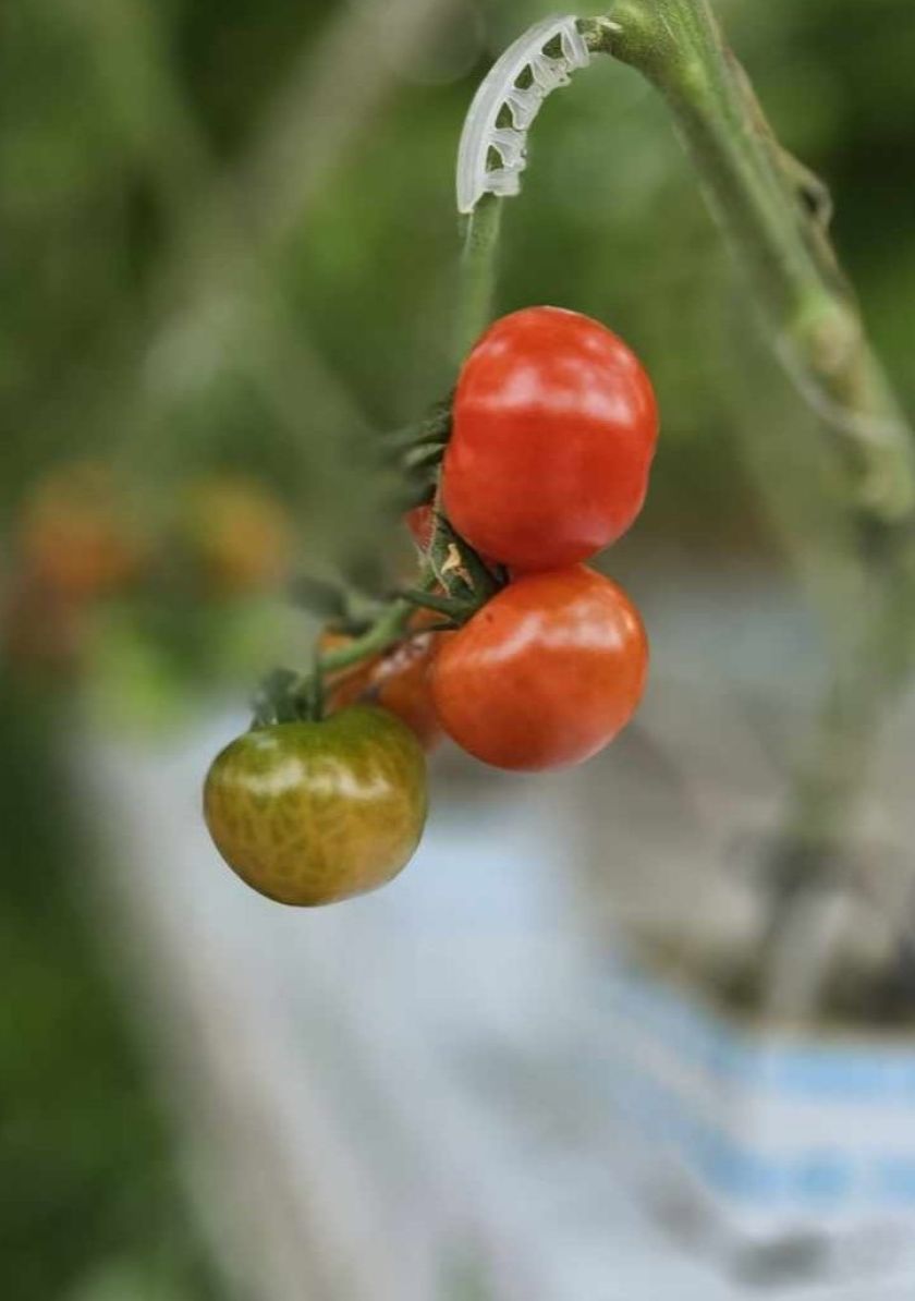 
Parduotuvių lentynose jau pakvipo šviežias lietuviškų daržovių derlius – pomidorai šiemet pigesni                