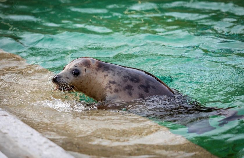 
Lietuvos jūrų muziejuje sveiksta paskutinė ruoniukė: reabilitacija trunka beveik metus                