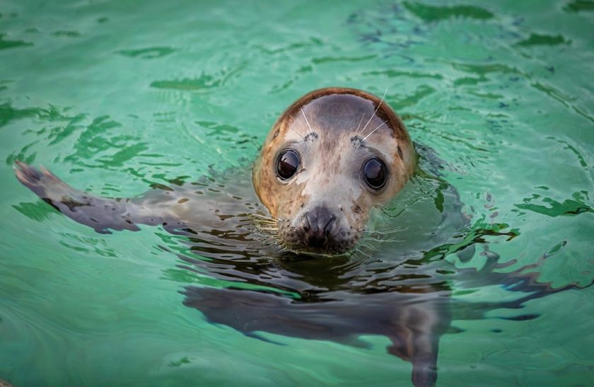 
Lietuvos jūrų muziejuje sveiksta paskutinė ruoniukė: reabilitacija trunka beveik metus                