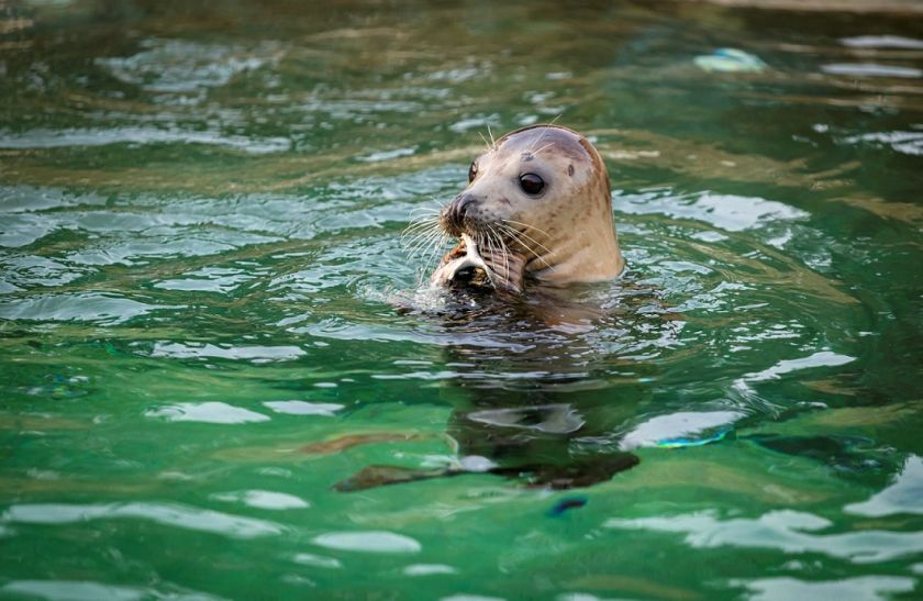 
Lietuvos jūrų muziejuje sveiksta paskutinė ruoniukė: reabilitacija trunka beveik metus                