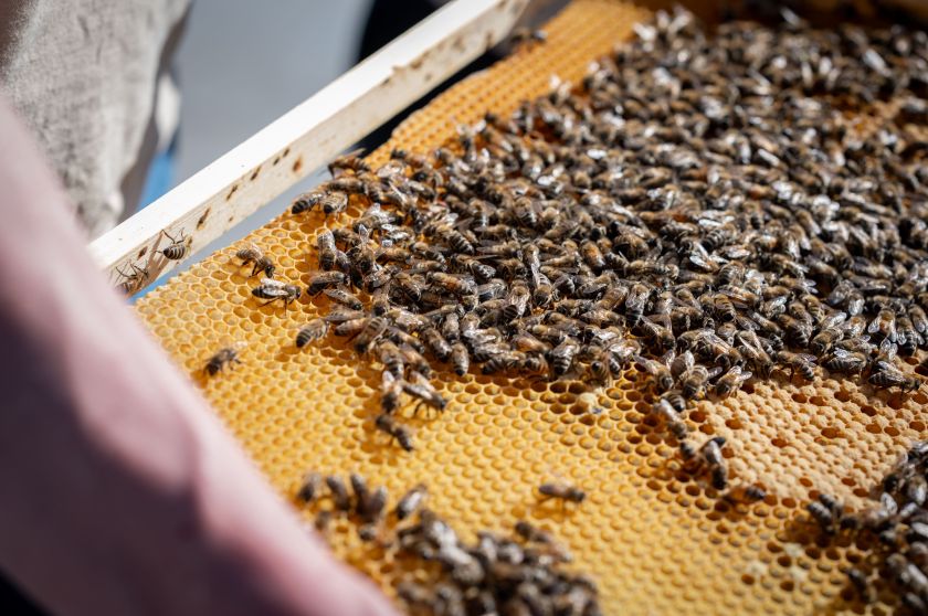 
Verslo pastangos dėl klimato: ant prekybos centro įrengė elektrinę ir įkurdino bites                