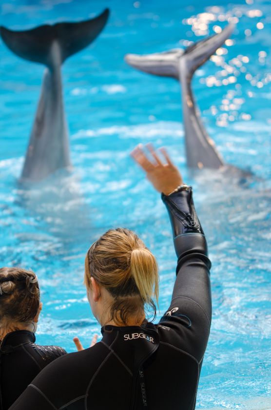 Įkvepianti berniuko ir delfino Balčio istorija: šiemet „Maximos“ pirkėjai padovanos delfinų terapiją dar 15-kai vaikų