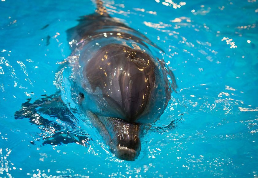 Įkvepianti berniuko ir delfino Balčio istorija: šiemet „Maximos“ pirkėjai padovanos delfinų terapiją dar 15-kai vaikų