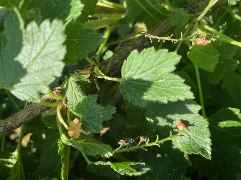 
Uogų augintojai griebiasi už galvos – kai kur uogų netekimai siekia 90 proc.                