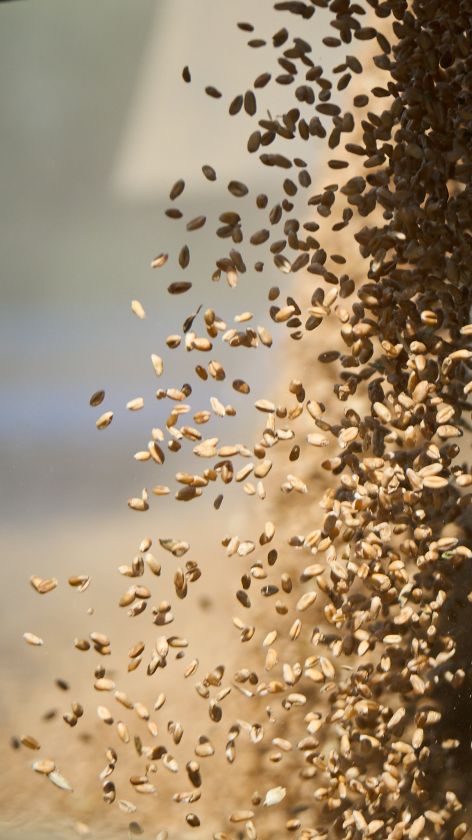 
Pirmą kartą į Klaipėdą grūdai atplukdyti Nemunu - įspūdingas 1000 t krovinys                