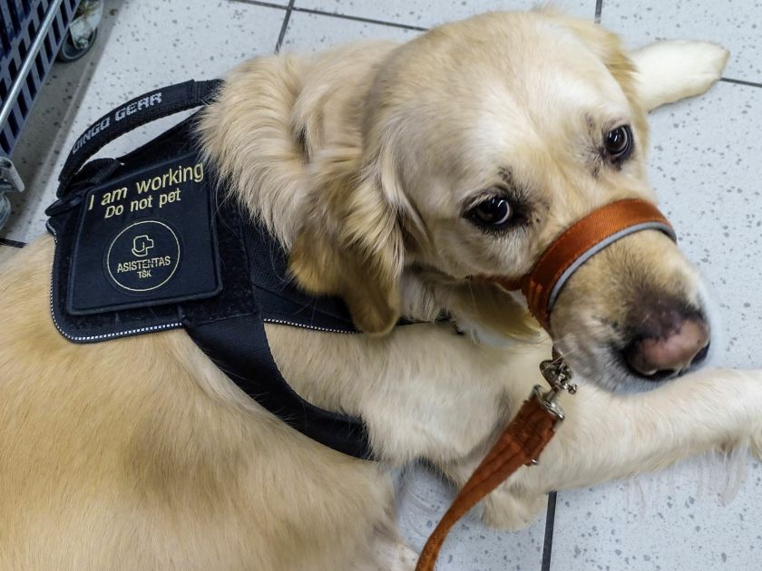 „Maxima“ išgirdo šunų pagalbininkų šeimininkų prašymą: darbuotojai žinos, kaip atpažinti ir padėti
