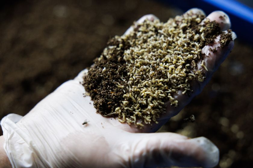 Vilniečių virtuvės likučiais jau džiaugiasi musių lervos – „Energesman“ parodė vieną pirmųjų sprendimų pasaulyje