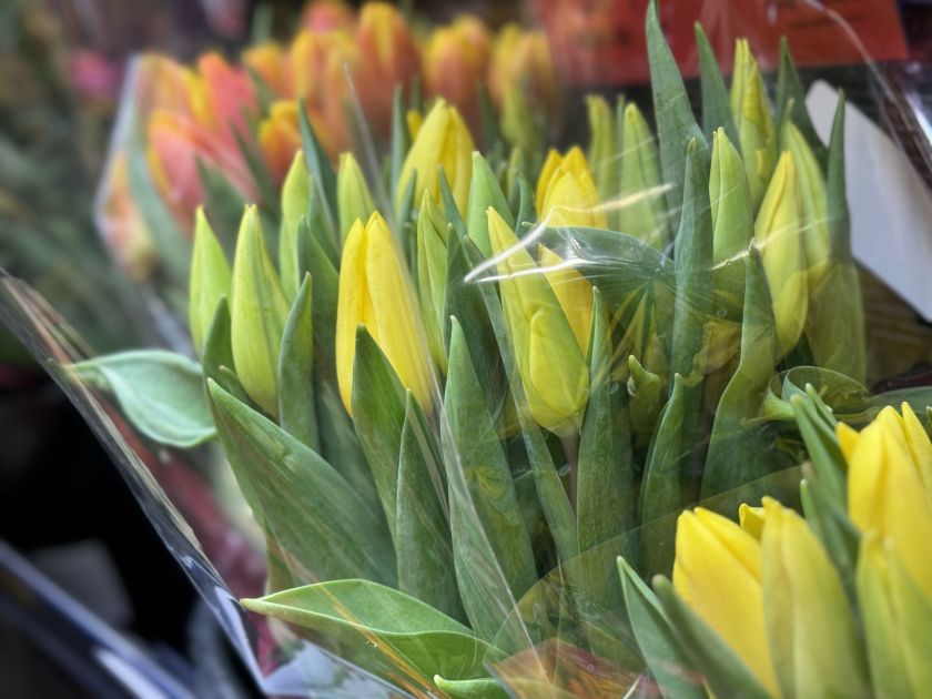 Kovo mėnesį padovanojama daugiausiai gėlių – štai kodėl verta rinktis raudonus ir geltonus žiedus