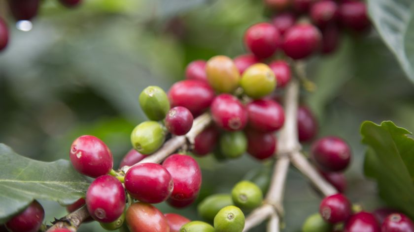 Tirpioji kava yra tikra kava: ekspertės siūlo geriau pažinti šį gėrimą