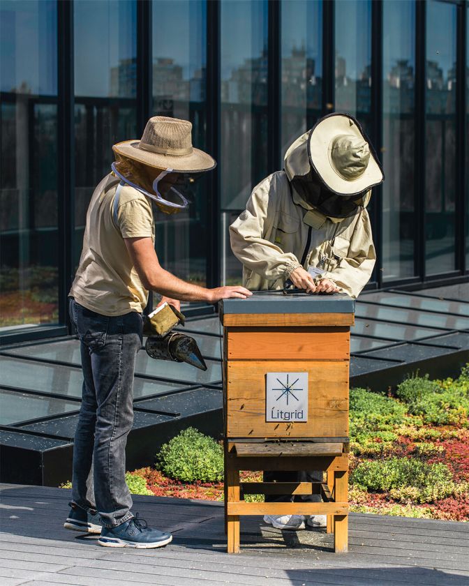 Siekė tvarumo, o gavo netikėtos naudos - Klaipėdos miesto bitės tapo verslo kultūros dalimi