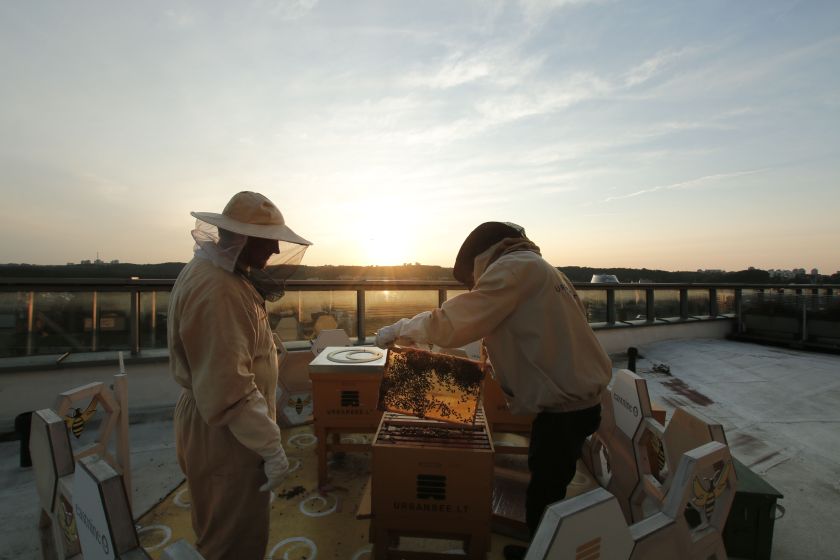 Siekė tvarumo, o gavo netikėtos naudos - Klaipėdos miesto bitės tapo verslo kultūros dalimi