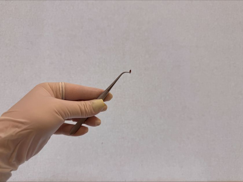 Vilniečių virtuvės atliekoms augintos musių lervos laikinai įsikūrė Gamtos tyrimų centre – domisi tarptautinė žiniasklaida