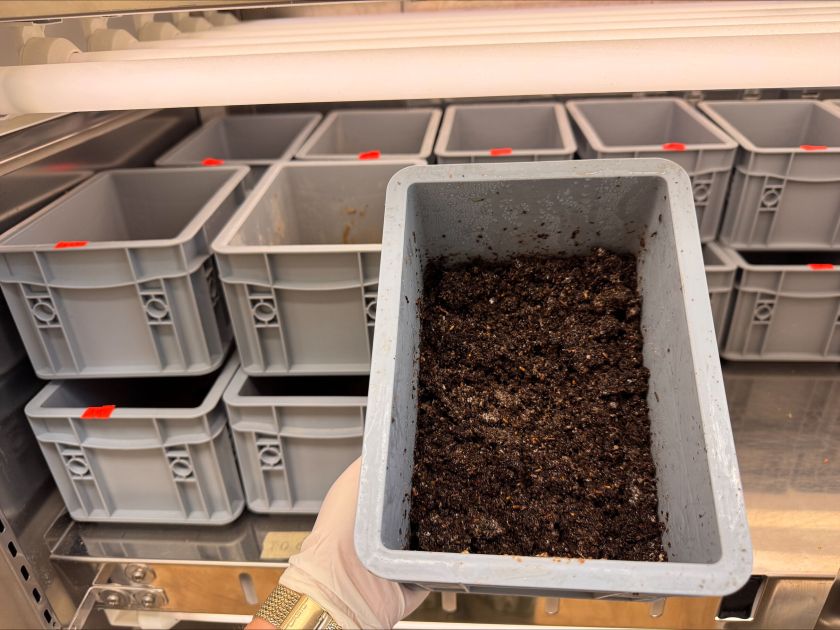 Vilniečių virtuvės atliekoms augintos musių lervos laikinai įsikūrė Gamtos tyrimų centre – domisi tarptautinė žiniasklaida