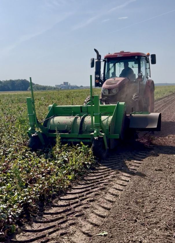 Burokėlių derlius UAB „Krekenava“ laukuose džiugina: planuojama prikasti apie 3000 tonų