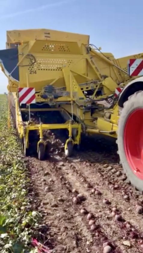 Burokėlių derlius UAB „Krekenava“ laukuose džiugina: planuojama prikasti apie 3000 tonų