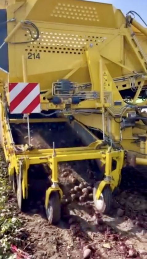 Burokėlių derlius UAB „Krekenava“ laukuose džiugina: planuojama prikasti apie 3000 tonų