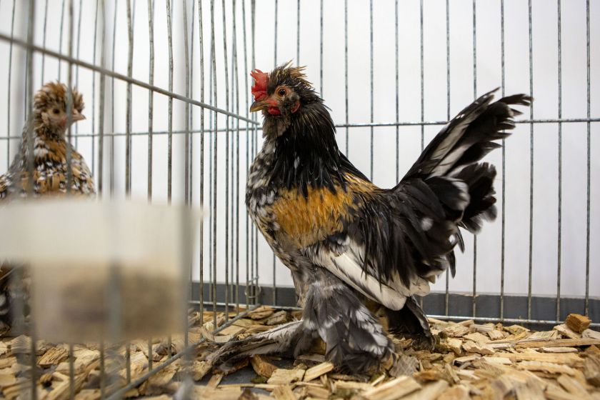 Paukščių paroda Kaune kviečia susipažinti su gražiausiais ir įdomiausiais eksponatais